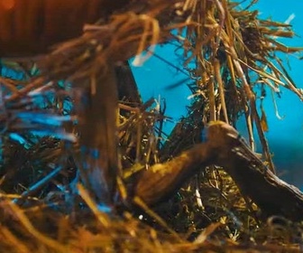 Replay Incroyables citrouilles - Episode 4