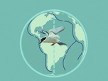 Replay ARTE Journal Junior - Dossier : les oiseaux migrateurs