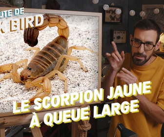 La minute de Max Bird replay
