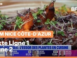 Replay Les longs formats des Locales - Micro-pousses : l'essor des plantes en cuisine