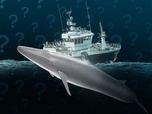 Replay Pourquoi l'Islande continue de chasser la baleine ?