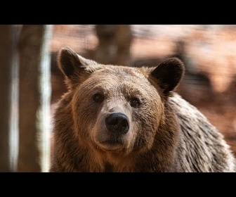 Replay Les animaux sauvages de plus en plus nombreux en Grèce : la peur gagne certains villages