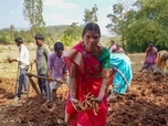 Replay Curcuma, une épice en or - GEO Reportage