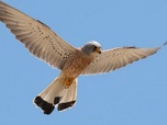 Replay Grèce, le royaume des rapaces