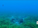 Replay Élément Terre, la quotidienne - Poumon de l'océan, l'herbier marin de Saya de Malha en danger