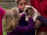 Replay Too cute (Trop mignon) - Bouledogues et chiens croisés de refuge