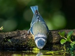 Replay 28 minutes - Canicules : la biodiversité étouffe