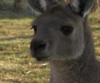 Replay Too cute (Trop mignon) - Amis pour la vie