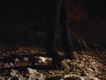 Replay Seuls face à l'Alaska - S3E3 - La vallée des loups