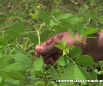 Replay Positive Outre-mer - Maybiotech : les plantes dans mon assiette