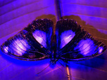 Replay Les couleurs de la nature - 20/07/2026