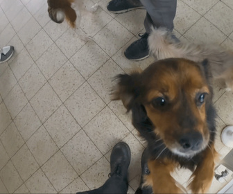 Replay Chiens et chats sans collier - Petites pattes, grands remous