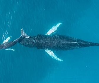 Replay Les sauveteurs de baleines - ARTE Regards