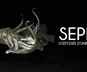 Replay Sépia, l'odyssée d'une seiche