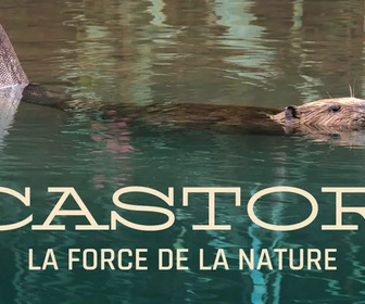 Replay Castor, la force de la nature