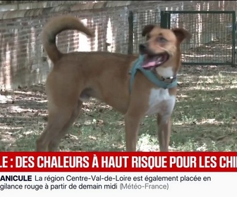 Replay BFM Première - Canicule: avec les fortes chaleurs, les chiens souffrent de coup de chaud