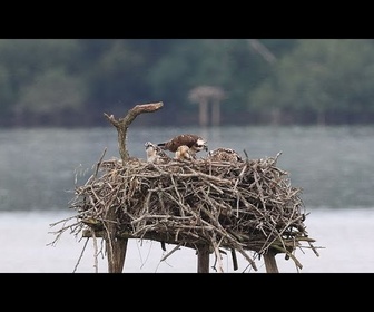 Replay Marais d'Orx : une zone humide riche en histoire, en nature et en rapaces