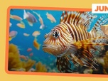 Replay Le poisson lion s'installe en Méditerranée - ARTE Journal Junior de jeudi