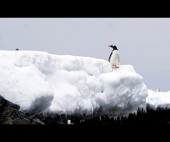 Replay Antarctique : le réchauffement des mers menace les écosystèmes, selon des scientifiques