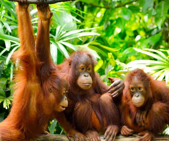 Replay Primates, la force du clan - 13/05/2026