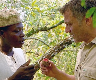 Replay Cameroun, l'arbre antidouleur - Médecines d'ailleurs