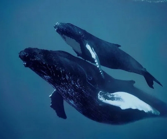 Replay Merveilles de la vie sous-marine - 14/02/2026