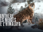 Replay Panthère des neiges de l'Himalaya - 08/10/2025