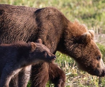 Replay L'année de l'ours