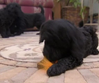 Replay Too cute (Trop mignon) - Caniches Bassets et Bull terriers