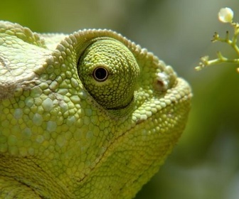 Replay Voir et être vu - Sensations animales