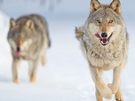 Replay Le loup, un vagabond sans frontière
