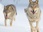 Replay Le royaume des animaux