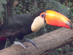 Replay Les chefs d'oeuvre de la nature - S1E2 - Parc national d'Iguazu, Brésil
