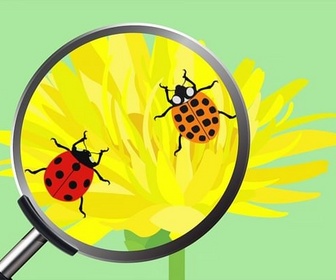 Replay ARTE Journal Junior - Pourquoi les coccinelles ont des points noirs ?