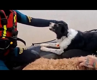 Replay Chats et chiens secourus après les inondations dans le sud de l'Espagne