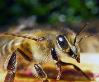 Replay Paris, un jardin pour les abeilles - 360° Reportage