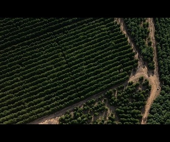 Replay Vérification des faits : l'accord UE-Mercosur permet-il l'entrée de café infesté de vers en Europe ?