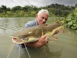 Replay River monsters - Terreurs du Pacifique sud