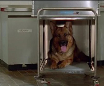Replay Rex, chien flic - Les cobayes