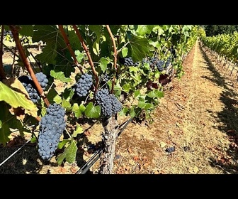 Replay Jeanne d'Arc a pu croquer le même raisin que nous : le Pinot noir existait déjà au Moyen Âge