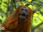 Replay Une saison au zoo - S12 E35