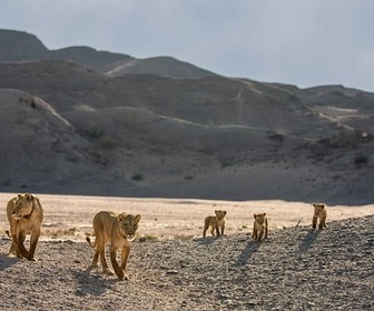 Replay Reines de la côte des Squelettes - Les lionnes de Namibie