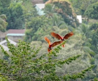 Replay Un paradis à préserver - Le Belize