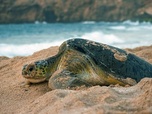Replay Léopards et tortues marines - Oman sauvage