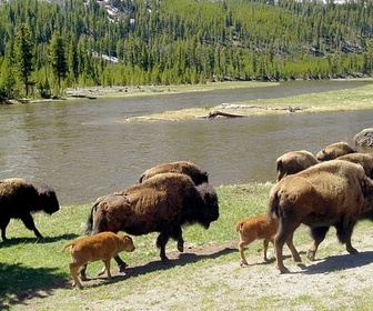 Replay Bisons, les doux géants du Montana - GEO Reportage