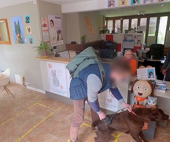 Replay Animaux à adopter - Vasco et Thor