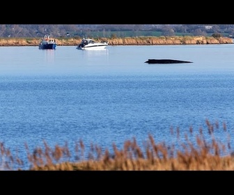 Replay Timmy, la baleine échouée en mer Baltique, sera soulevée par coussin d'air vendredi