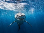 Replay 28 minutes - Requins : non, ce ne sont pas des animaux de compagnie