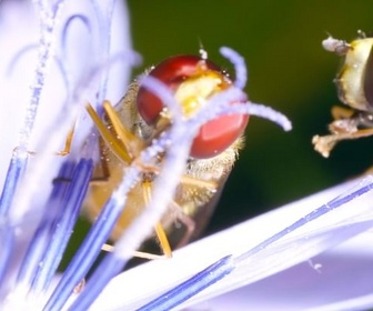 Replay Les insectes - Les vrais maîtres de la Terre