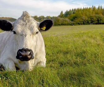 Replay Automne, le vent tourne - La vie cachée des animaux de la ferme
